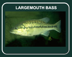 tips on largemouth bass in missouri fishing planet tips on largemouth bass in missouri fishing planet